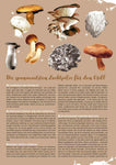 eDossier - BBQ recipe ideas with mushrooms 